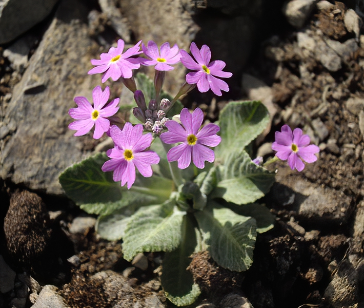 Primula frondosa photo